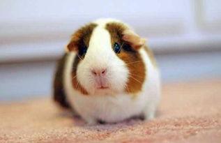 荷兰猪吃蓝瓜叶吗好吗视频,营养美味两不误