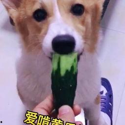 吃瓜被误伤的小狗视频,一场意外引发的爱心接力