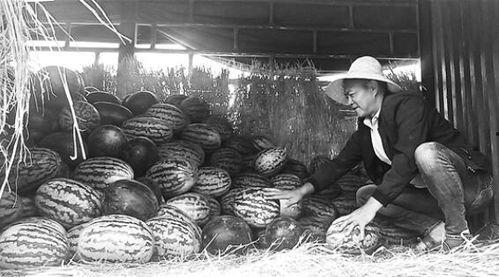 朝阳吃瓜群众事件视频曝光