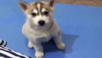 主人吵架小狗吃瓜视频播放