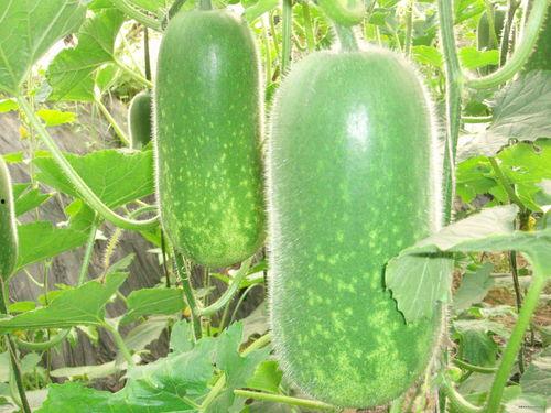 五一最新吃瓜视频大全