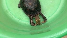 小亚瓜怎么吃最好吃视频