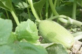 新疆吃瓜视频在哪看,一网打尽热门内容