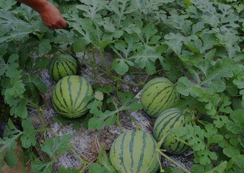 山西孝义吃瓜事件视频,一场引发热议的街头冲突