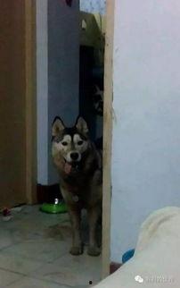 鬼鬼祟祟的吃瓜视频,鬼鬼祟祟吃瓜视频背后的真相