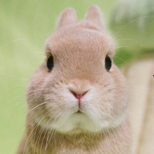 小兔兔吃瓜嘎嘎视频,萌宠美食大揭秘