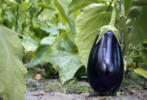 葫芦瓜配茄子可以吃吗视频,营养美味两不误的神奇搭配