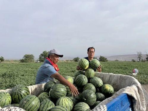 又是吃瓜的一天原视频