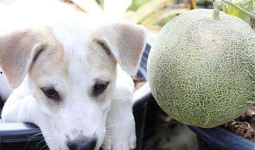 狗吃哈密瓜流泪怎么办视频,专家支招缓解方法