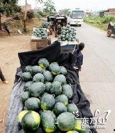 自贡网红吃瓜事件视频,一场网络狂欢背后的真相揭秘