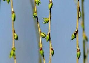 吃瓜找柳柳的视频,揭秘“吃瓜找柳柳”视频背后的故事