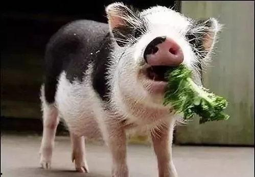 小猪吃羊角瓜视频大全图片,萌宠美食时光