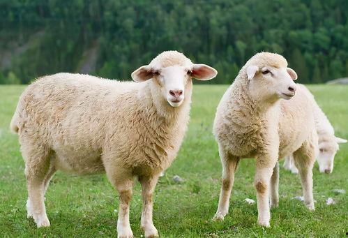 带你吃瓜羊叫声视频,带你领略“吃瓜羊”的独特魅力