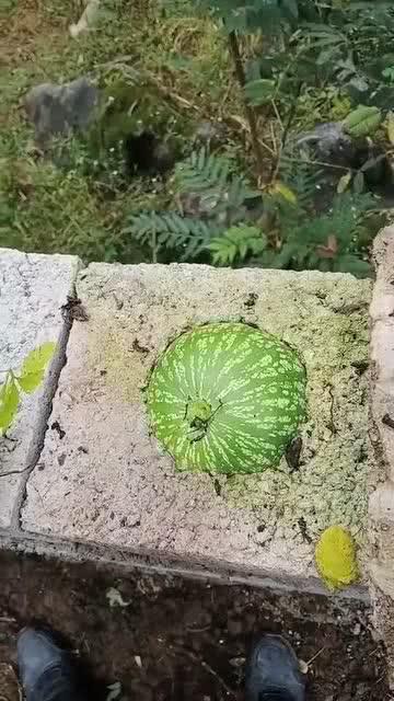 吃瓜有趣叫法大全集视频,揭秘“吃瓜有趣叫法大全集”视频精华