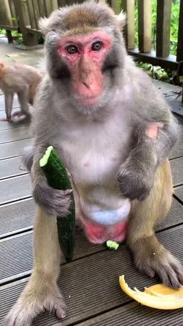 猴子吃瓜游戏视频,趣味横生的欢乐互动游戏瞬间