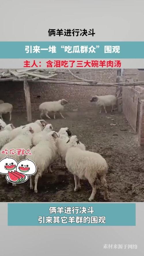 三只羊吃瓜群众视频在线观看,趣味横生的欢乐时光