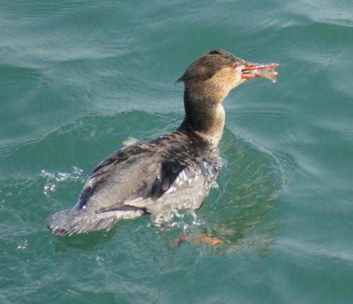 带你吃瓜秋沙鸭视频大全,带你领略秋日湿地美味盛宴