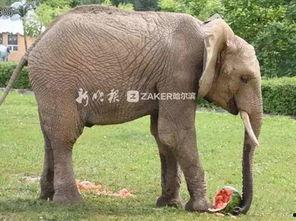 大象吃大肚瓜视频,揭秘大象与大肚瓜的奇妙邂逅