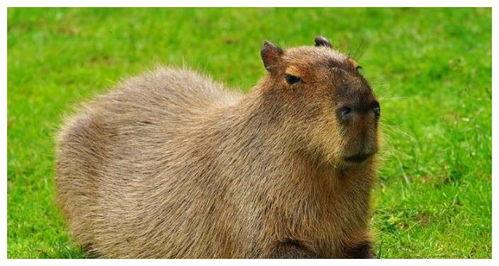 水豚直播吃瓜视频,萌态十足引网友热议