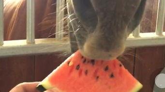 吃瓜视频一般是谁拍的啊