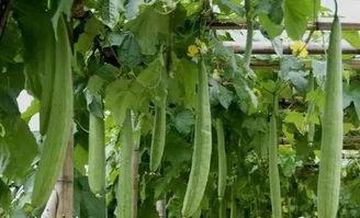 七月份吃八叶瓜好吗视频,七月份享用八叶瓜的益处与建议