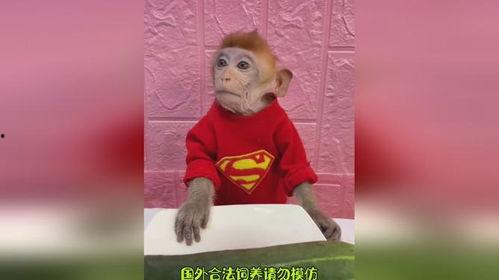 吃瓜小熊看猴哥的视频,吃瓜小熊带你领略猴哥风采