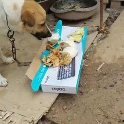 小狗可以吃白兰瓜嘛视频,宠物饮食揭秘