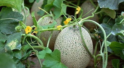 助眠视频吃哈密瓜干,甜蜜梦境的天然伴侣