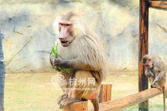 大姐吃瓜像狒狒的视频大全,狒狒般搞笑视频大全来袭