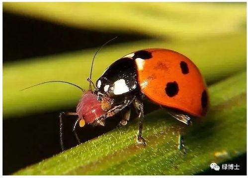 大嘴瓜吃虫子视频播放下载,趣味视频播放与下载攻略