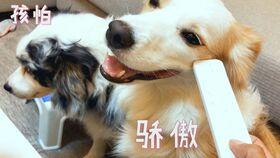 狗狗与主人吃瓜视频