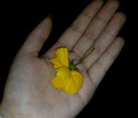 玫瑰吃瓜群众视频大全下载