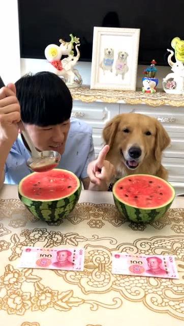 金毛吃瓜的搞笑视频,萌宠搞笑瞬间集锦